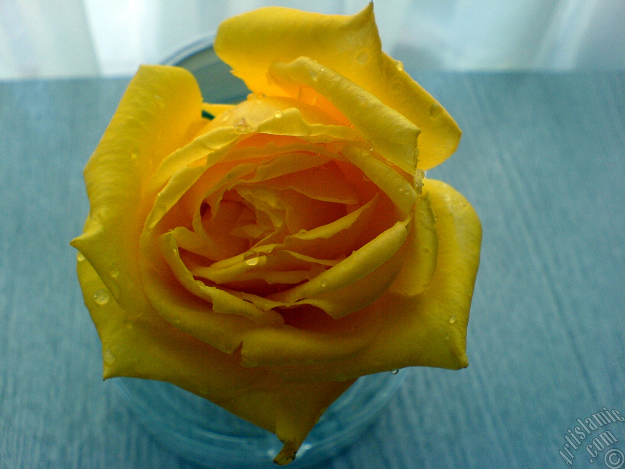 Yellow rose photo.
