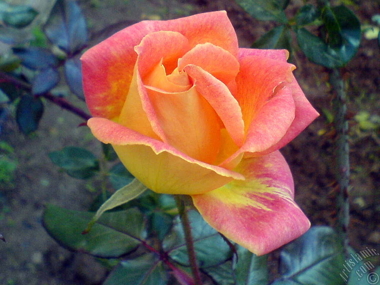 Variegated (mottled) rose photo.
