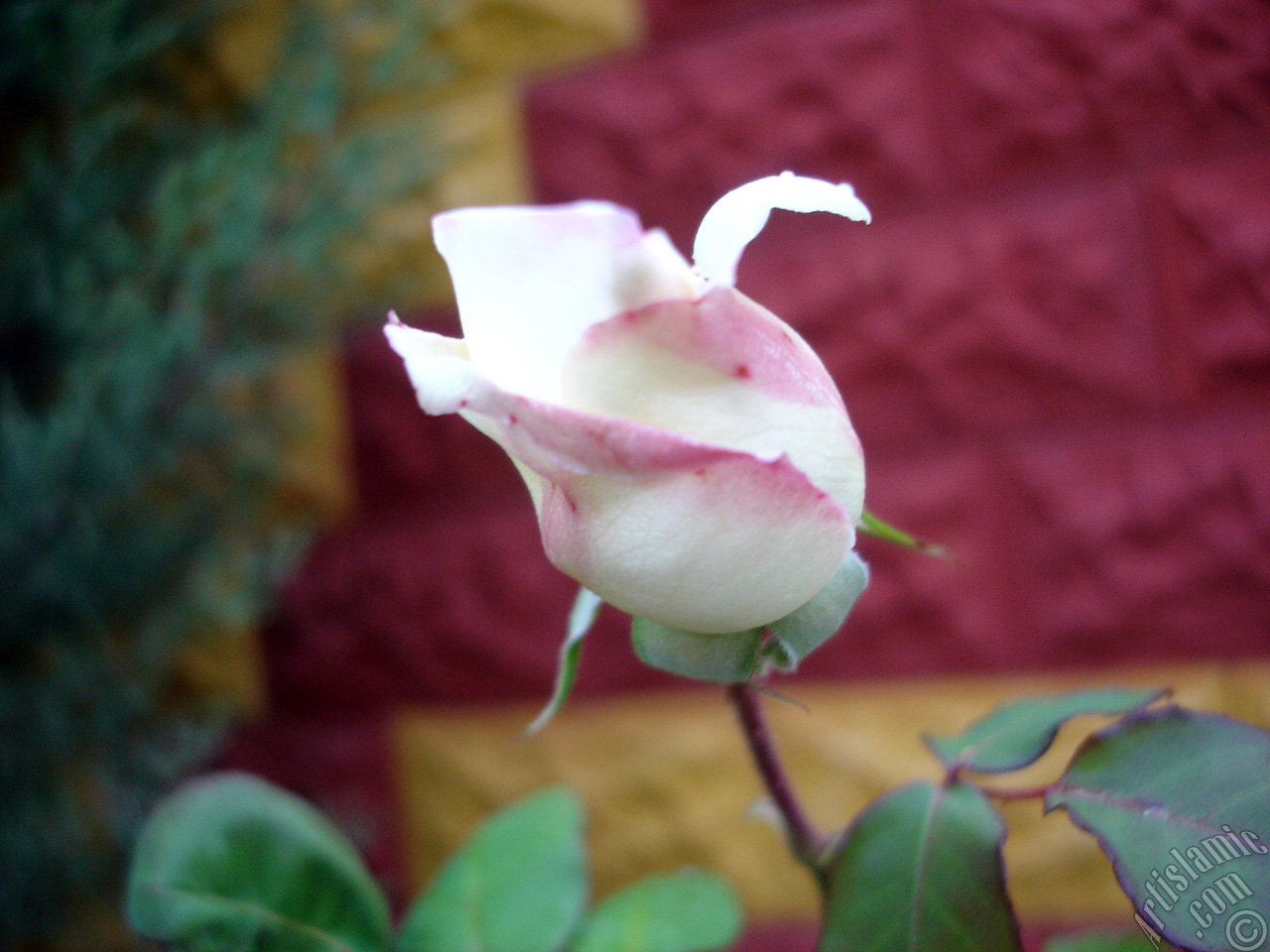 Variegated (mottled) rose photo.
