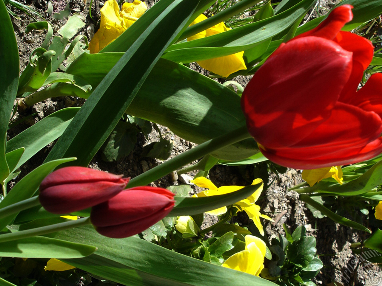 Red Turkish-Ottoman Tulip photo.
