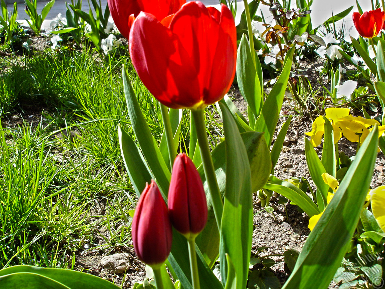 Red Turkish-Ottoman Tulip photo.
