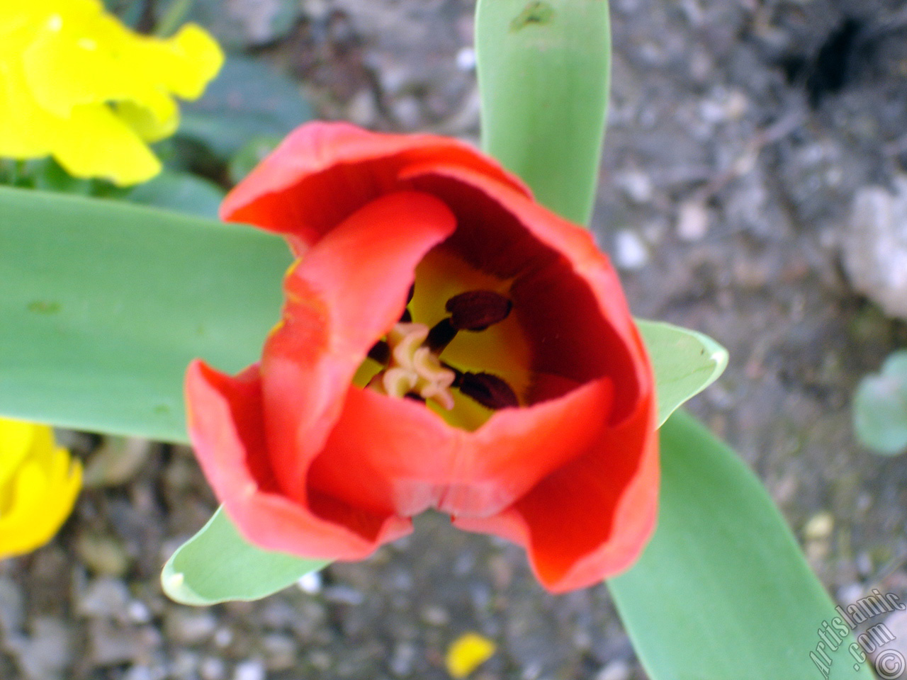 Red Turkish-Ottoman Tulip photo.
