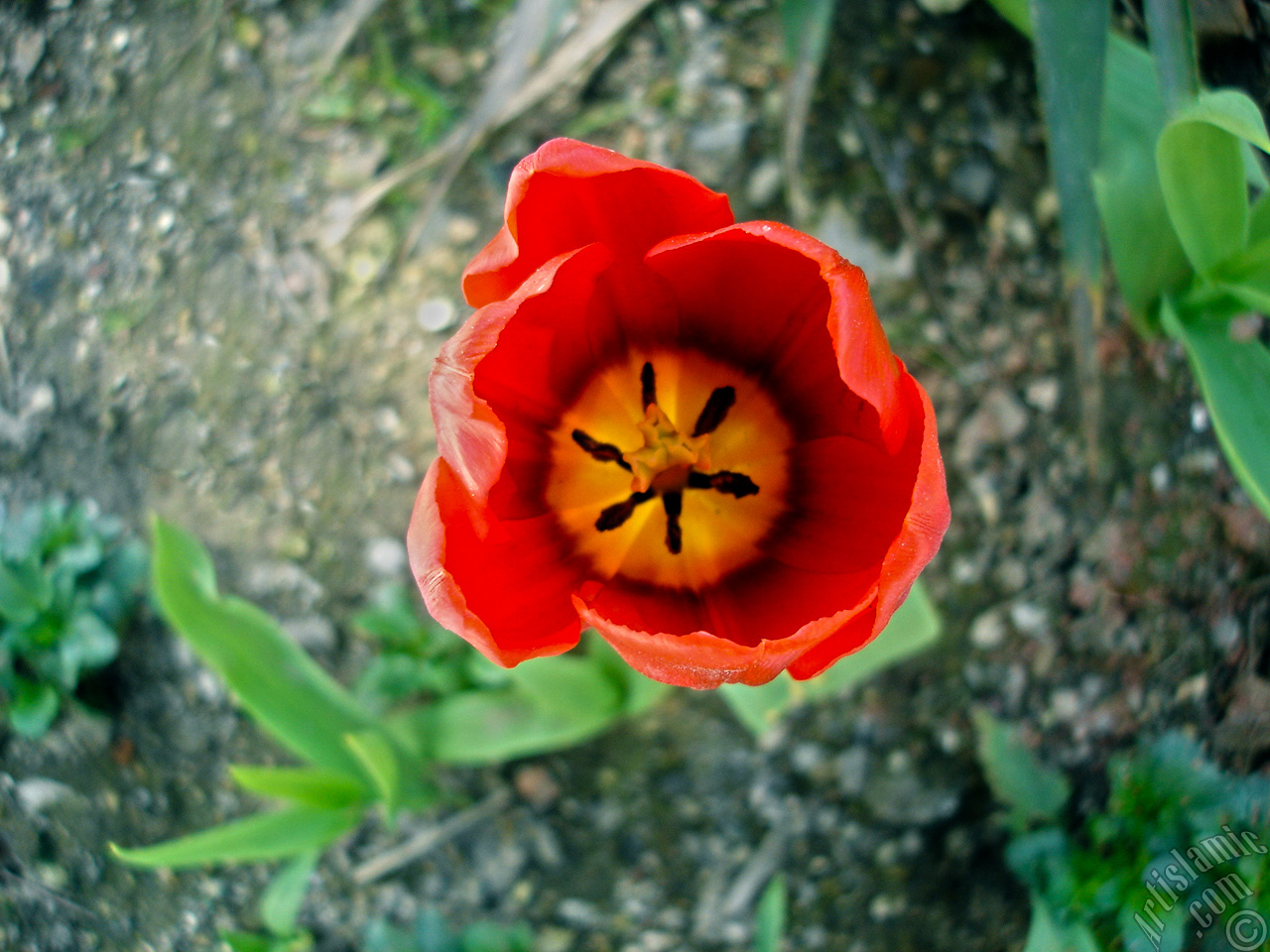 Red Turkish-Ottoman Tulip photo.
