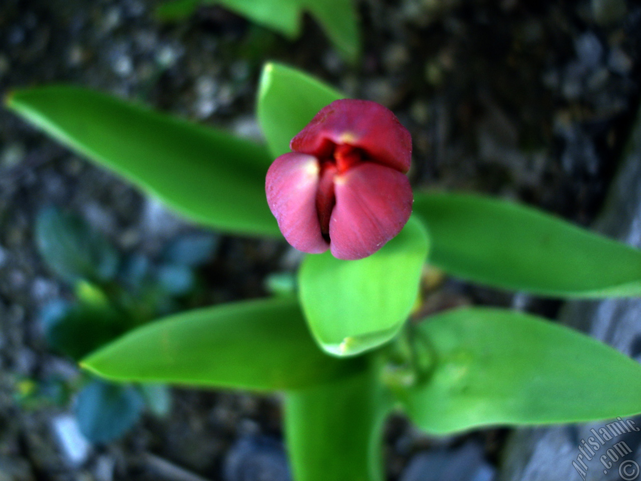 Red Turkish-Ottoman Tulip photo.
