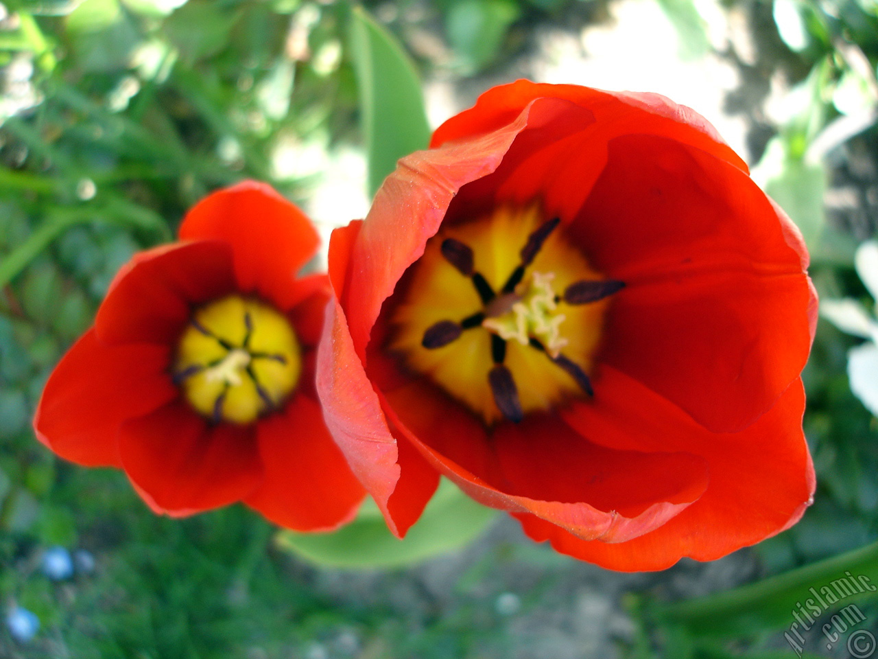 Red Turkish-Ottoman Tulip photo.
