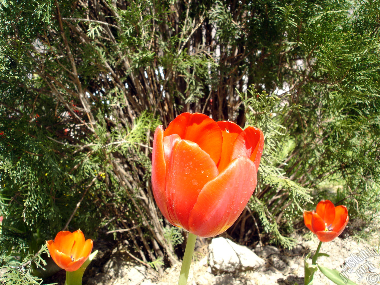 Red Turkish-Ottoman Tulip photo.
