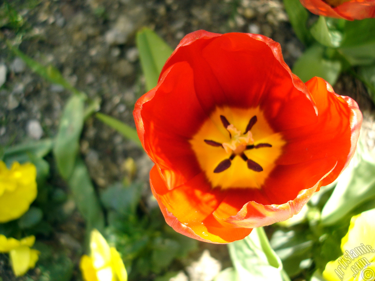 Red Turkish-Ottoman Tulip photo.
