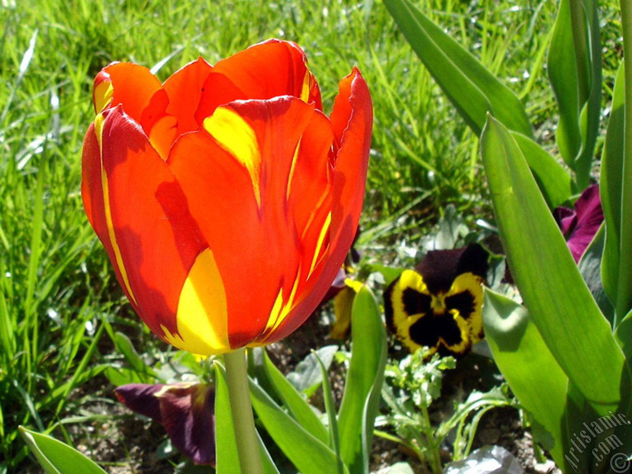 Red-yellow color Turkish-Ottoman Tulip photo.
