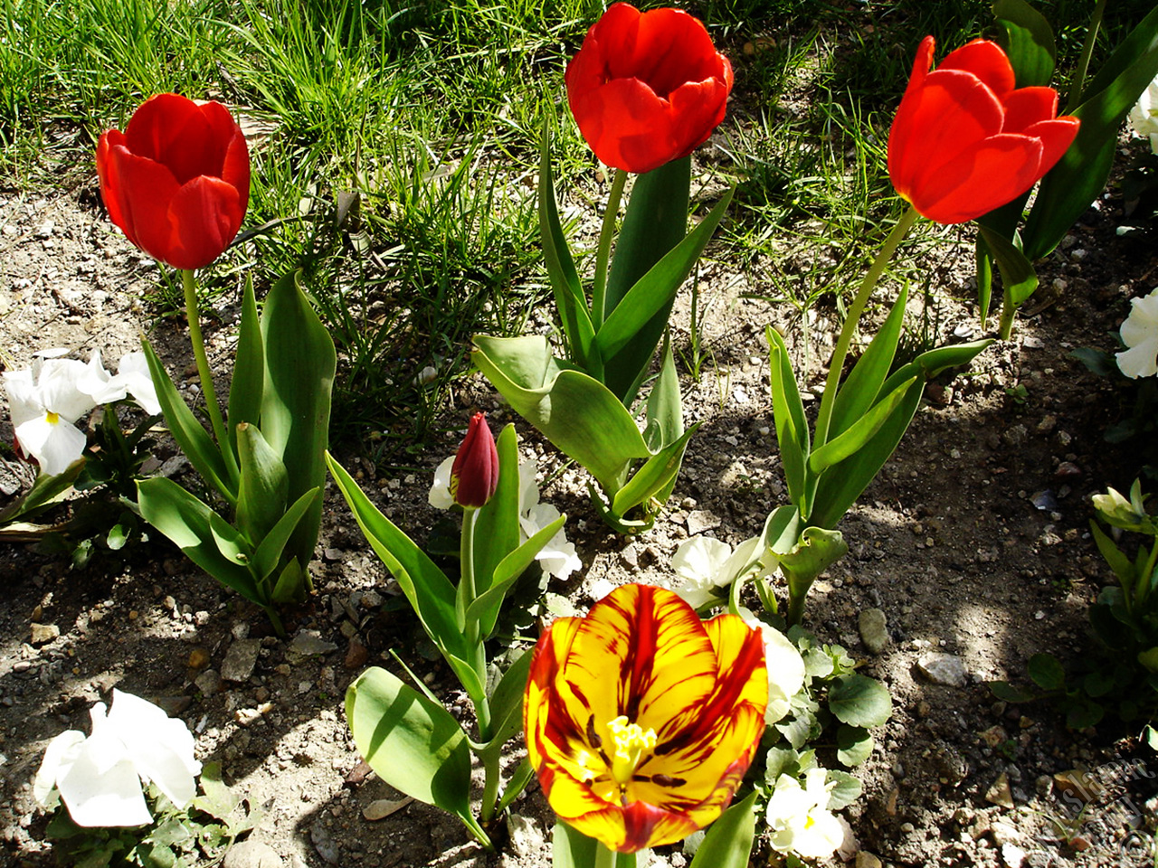 Red-yellow color Turkish-Ottoman Tulip photo.
