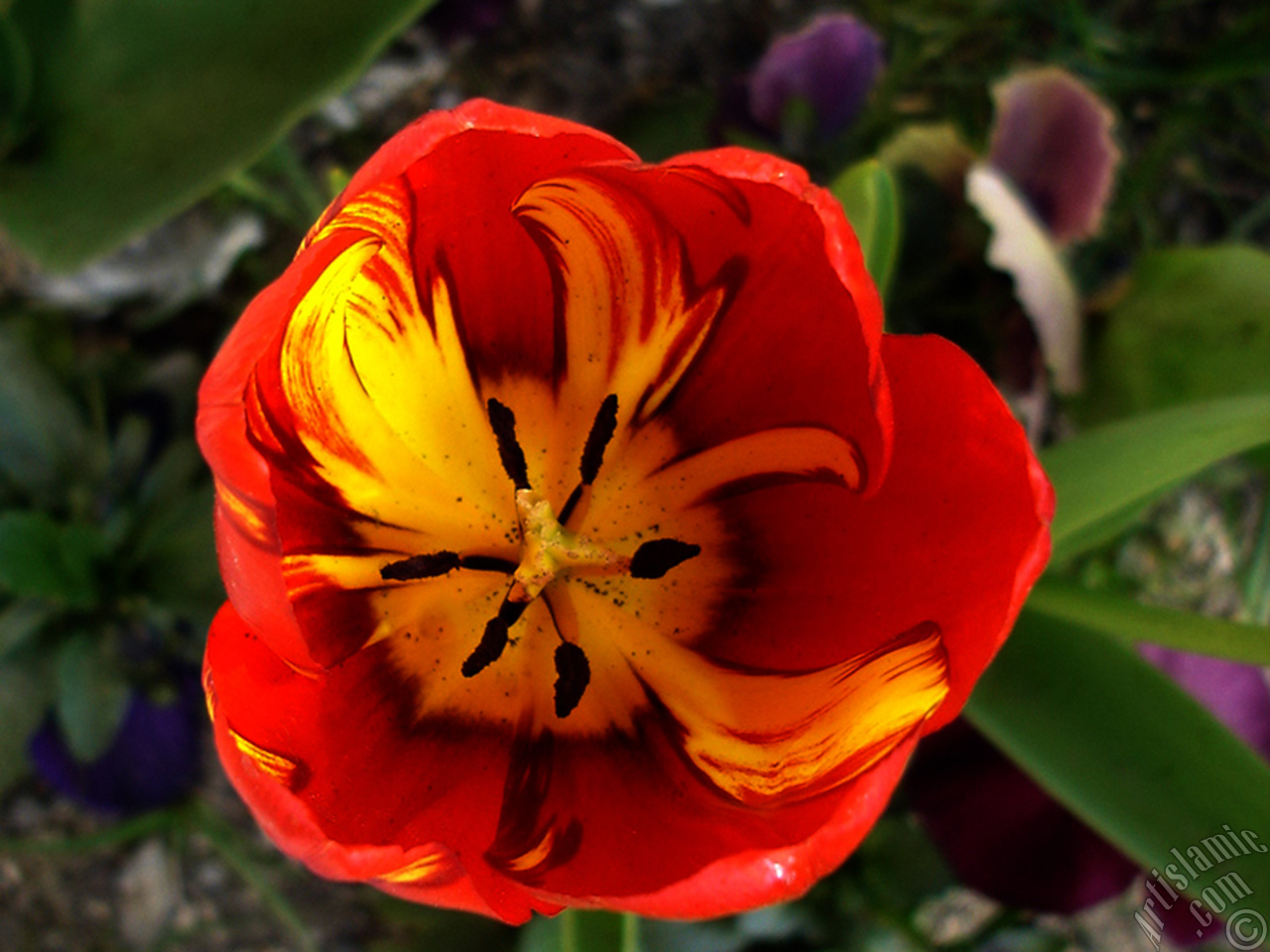 Red-yellow color Turkish-Ottoman Tulip photo.
