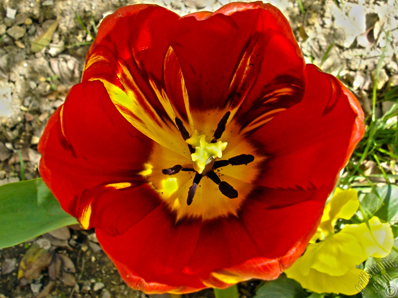 Red-yellow color Turkish-Ottoman Tulip photo.
