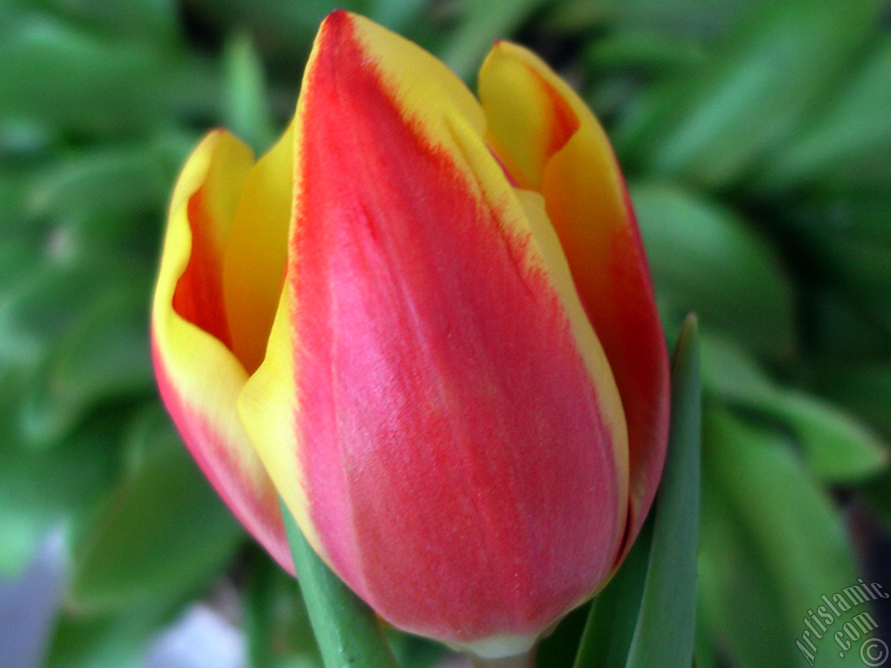 Red-yellow color Turkish-Ottoman Tulip photo.
