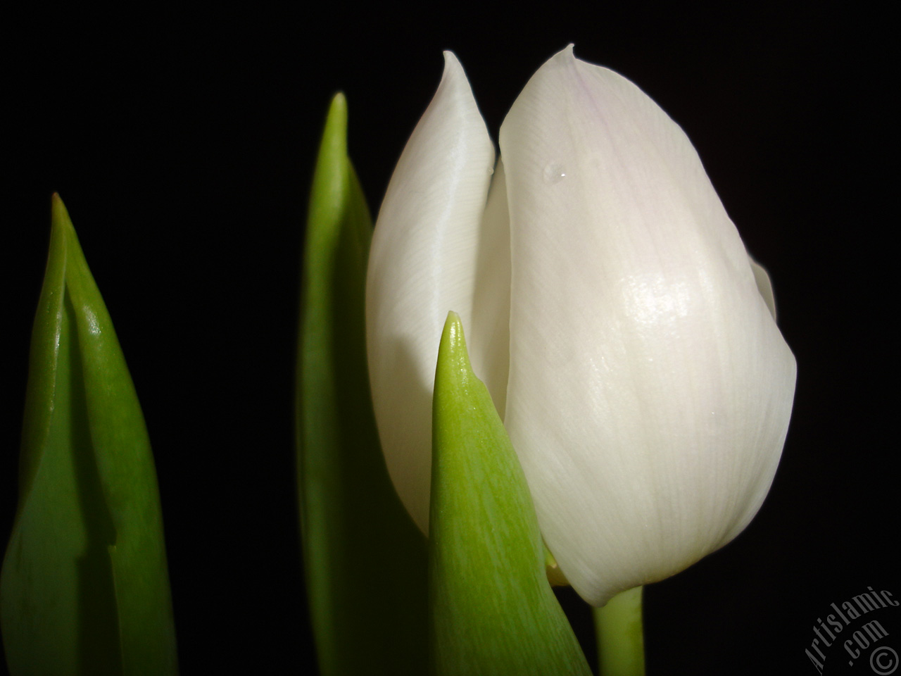 White color Turkish-Ottoman Tulip photo.
