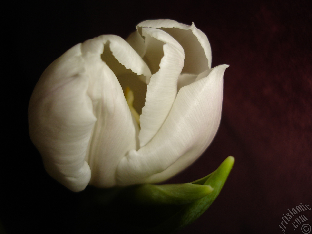 White color Turkish-Ottoman Tulip photo.
