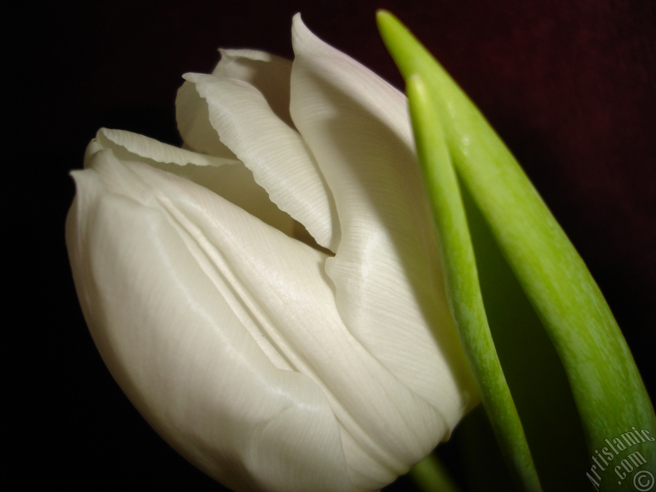 White color Turkish-Ottoman Tulip photo.
