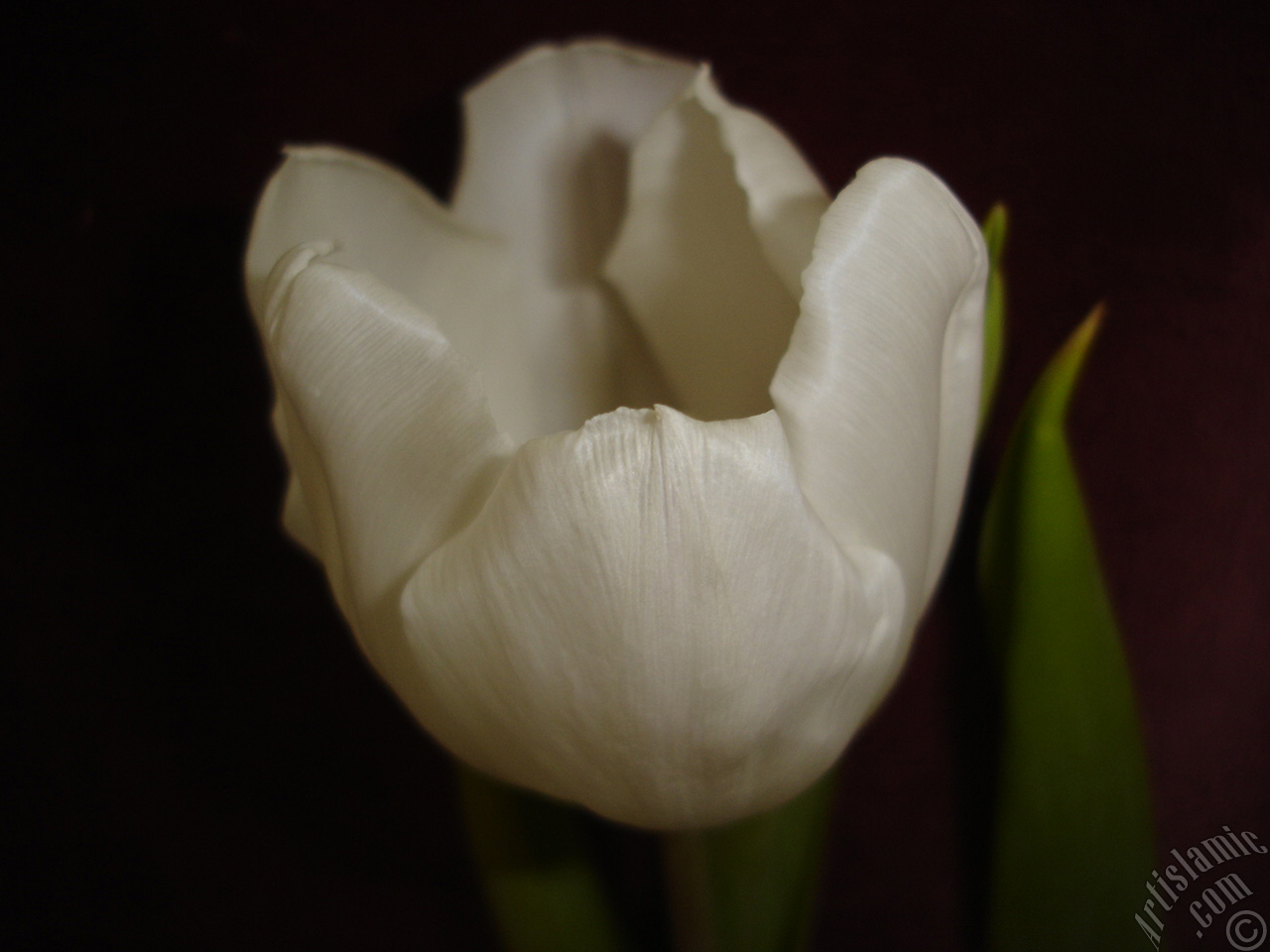 White color Turkish-Ottoman Tulip photo.
