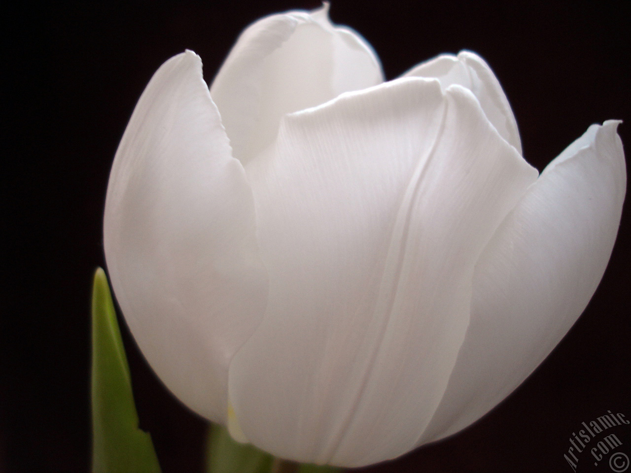 White color Turkish-Ottoman Tulip photo.
