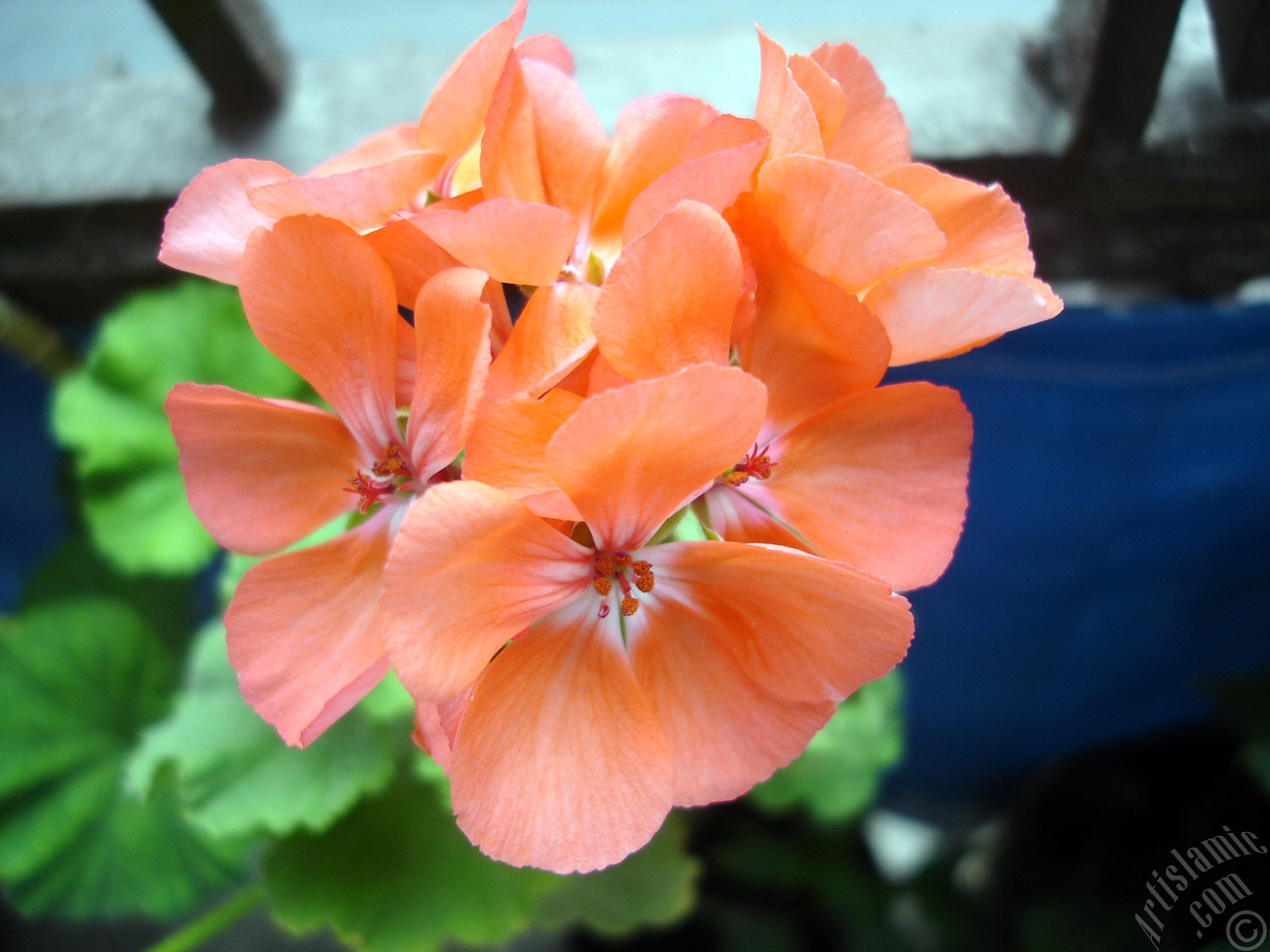 Red Colored Pelargonia -Geranium- flower.
