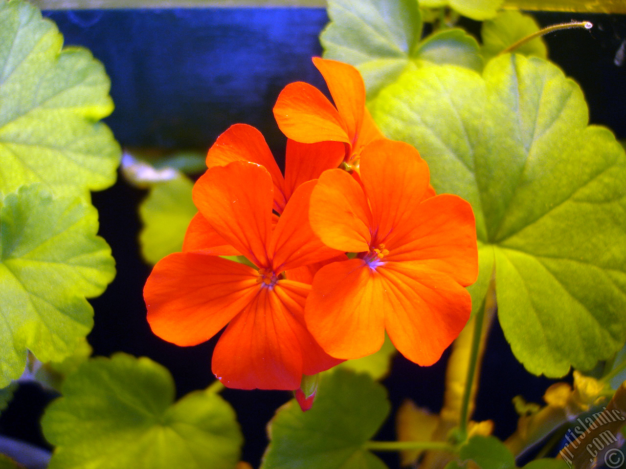 Red Colored Pelargonia -Geranium- flower.
