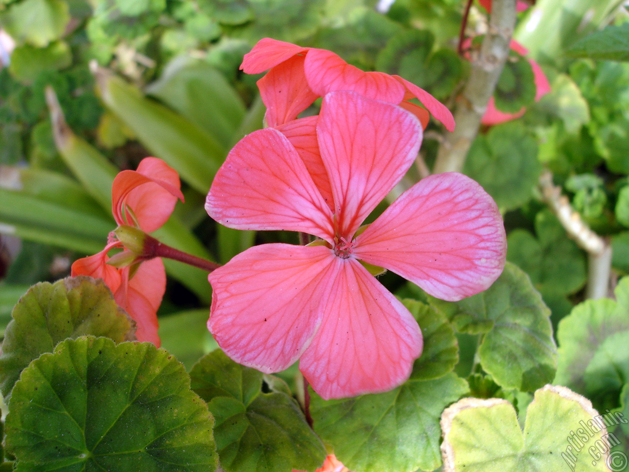 Red Colored Pelargonia -Geranium- flower.
