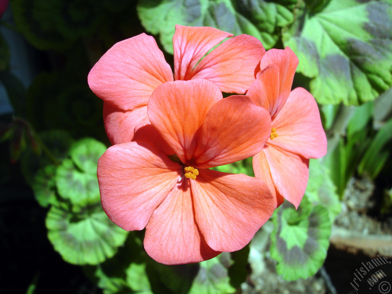 Red Colored Pelargonia -Geranium- flower.
