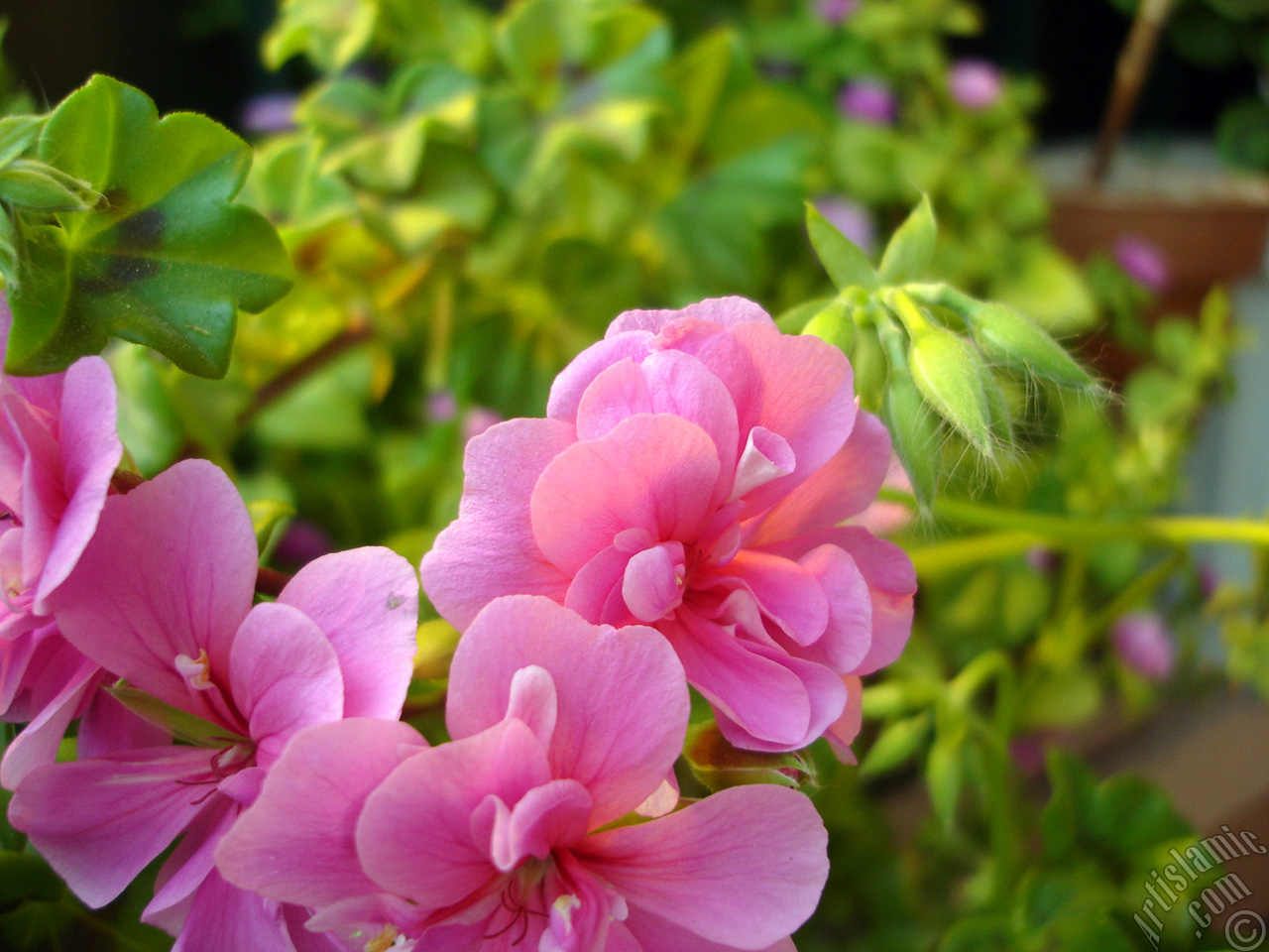 Pink Colored Pelargonia -Geranium- flower.
