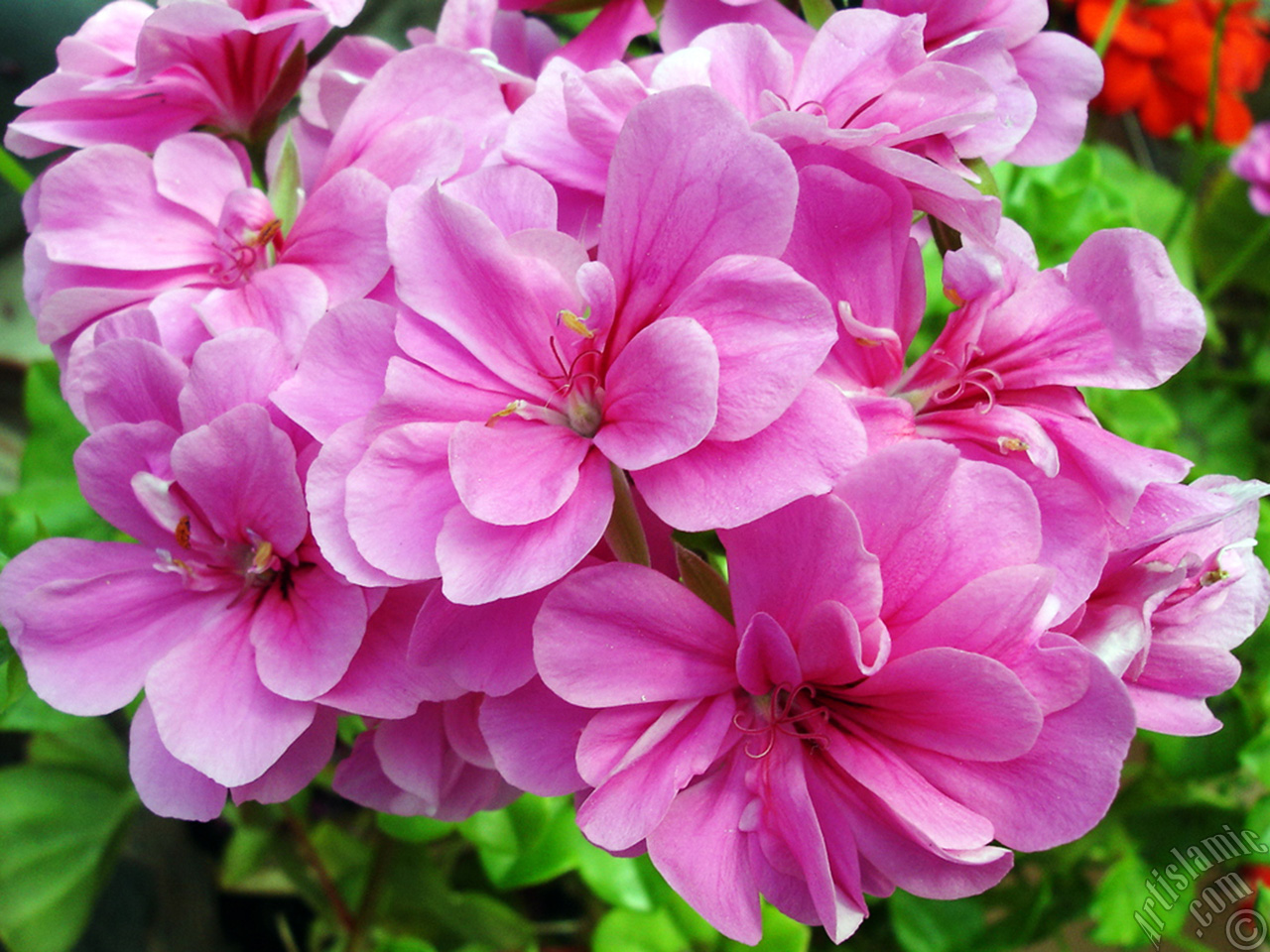 Pink Colored Pelargonia -Geranium- flower.
