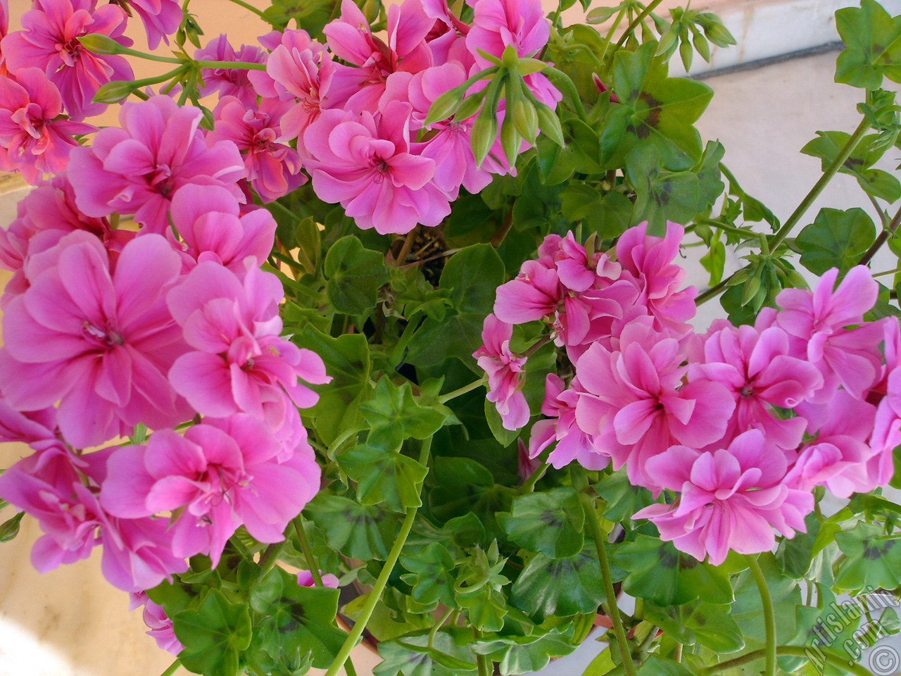 Pink Colored Pelargonia -Geranium- flower.
