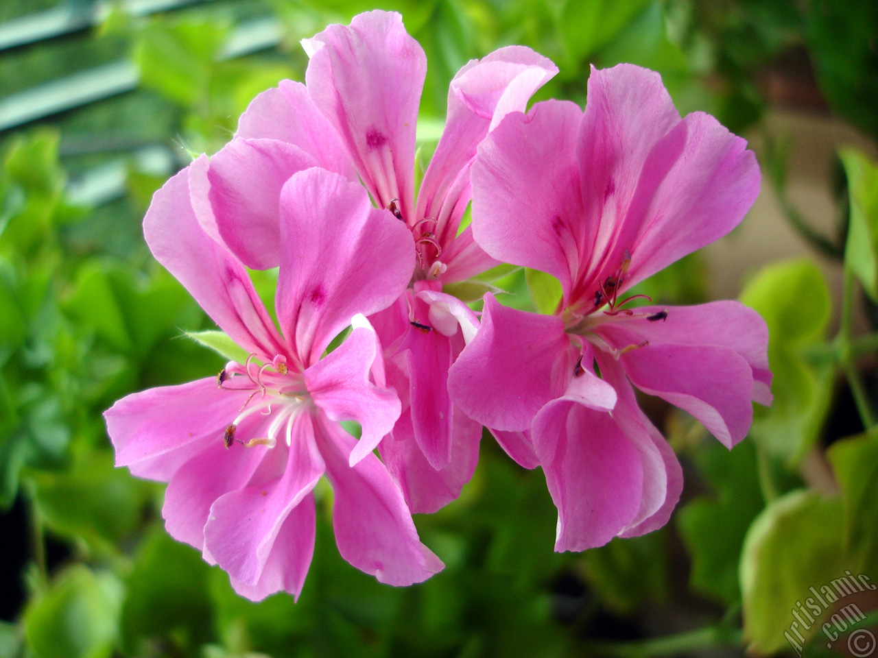 Pink Colored Pelargonia -Geranium- flower.
