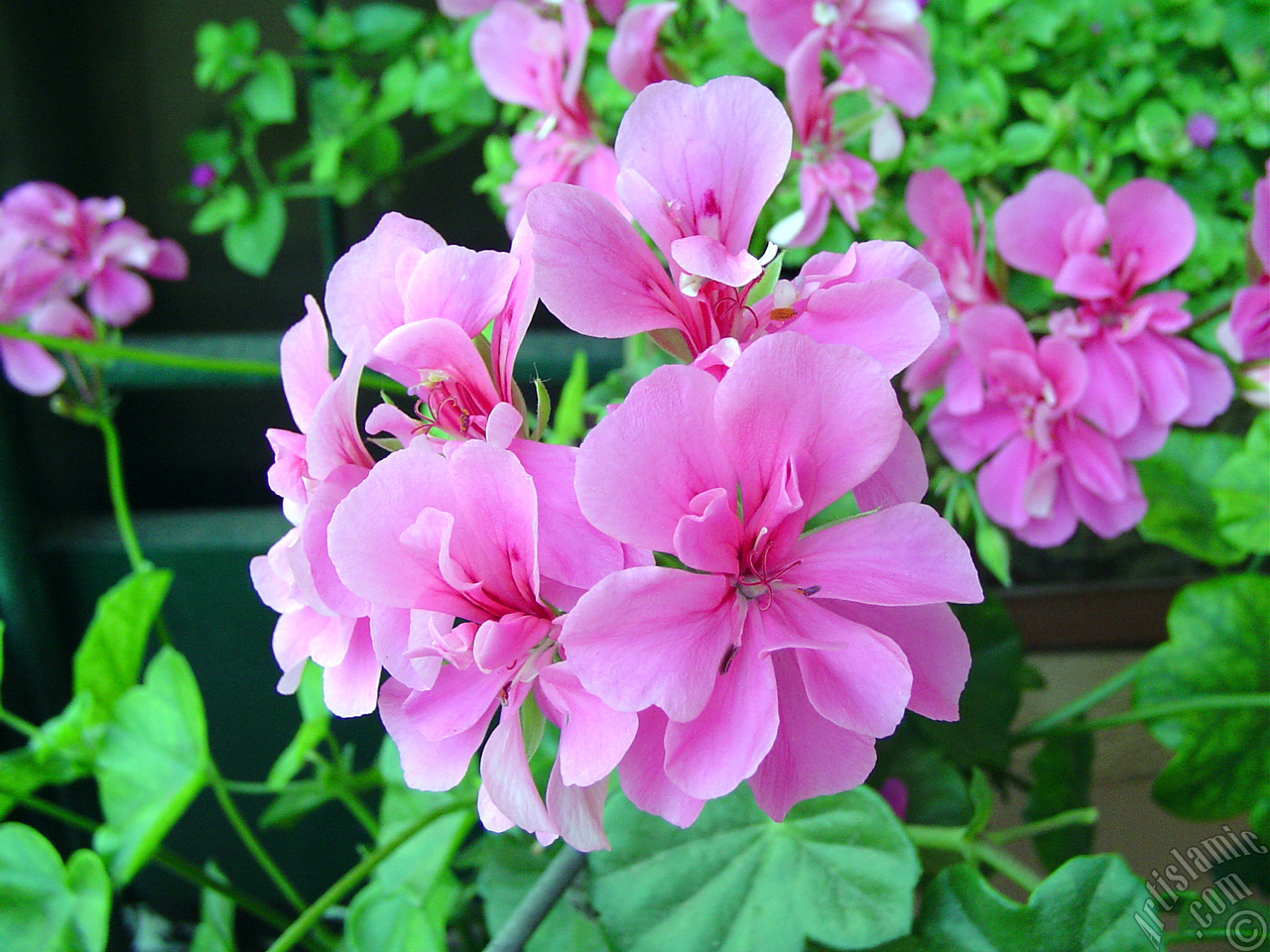 Pink Colored Pelargonia -Geranium- flower.
