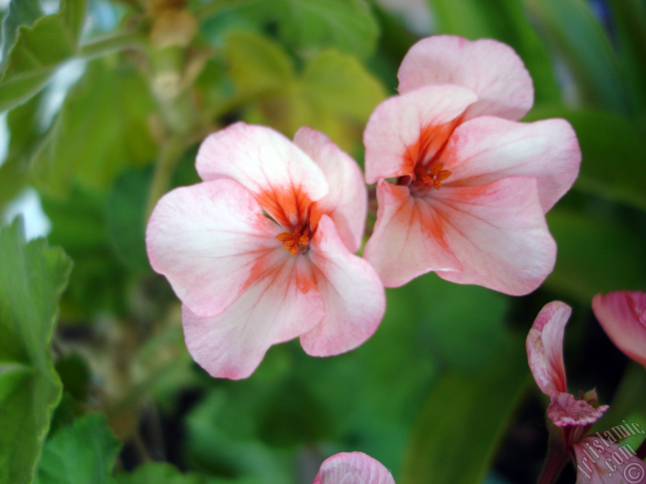 Pink and red color Pelargonia -Geranium- flower.
