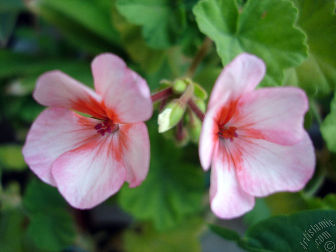 Pink and red color Pelargonia -Geranium- flower.
