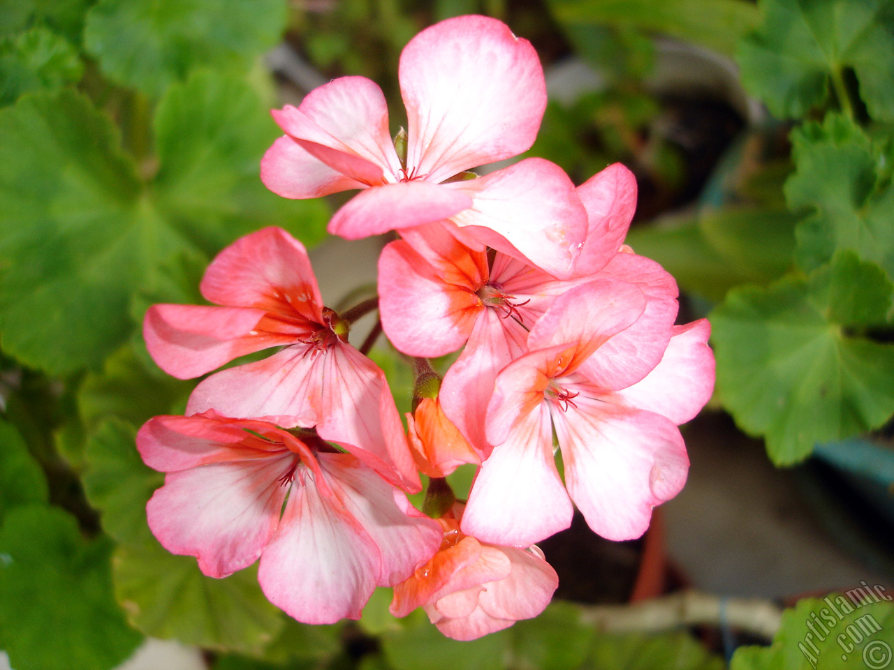 Pink and red color Pelargonia -Geranium- flower.
