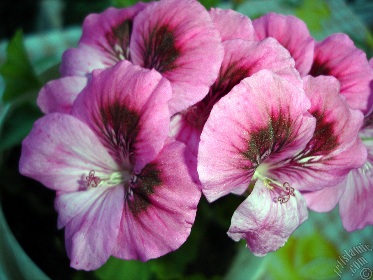 Dark pink mottled Pelargonia -Geranium- flower.
