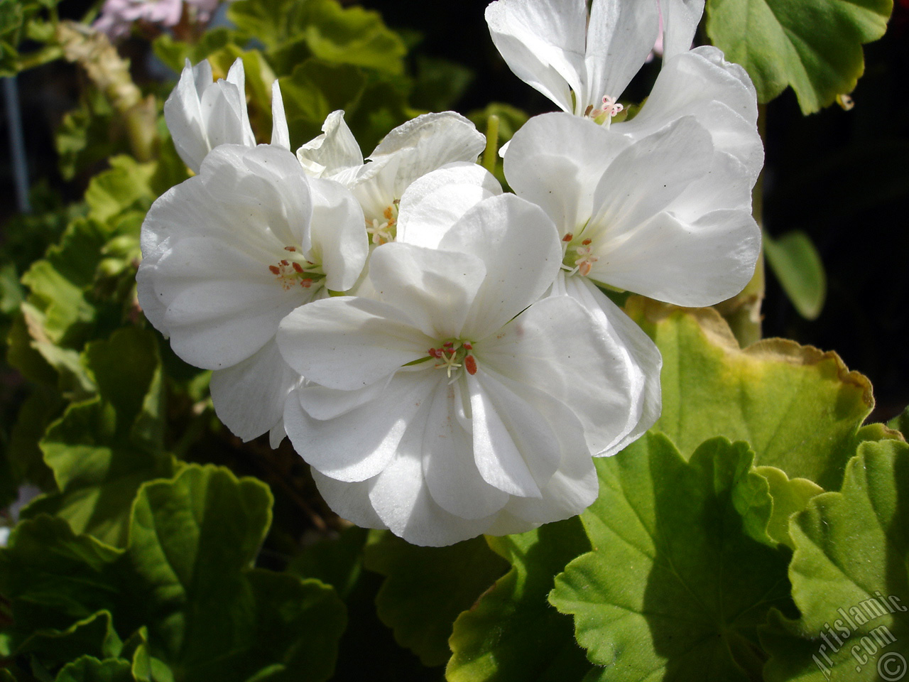 White color Pelargonia -Geranium- flower.
