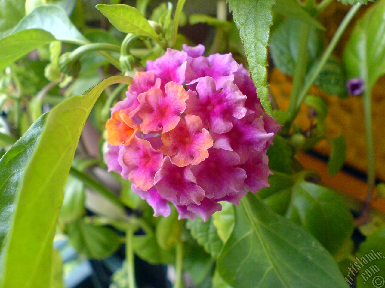 Lantana camara -bush lantana- flower.
