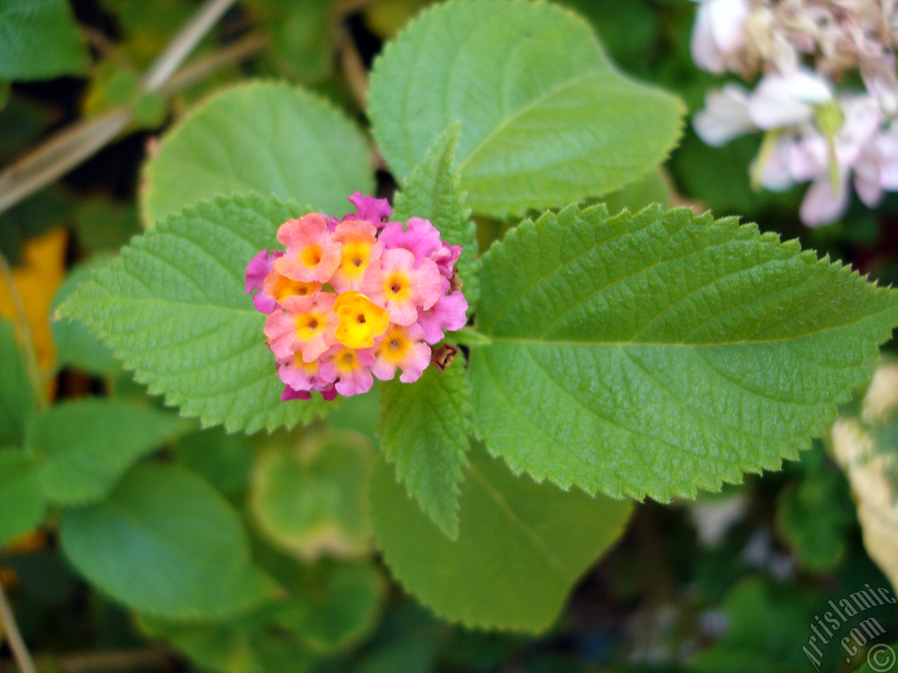 Lantana camara -bush lantana- flower.
