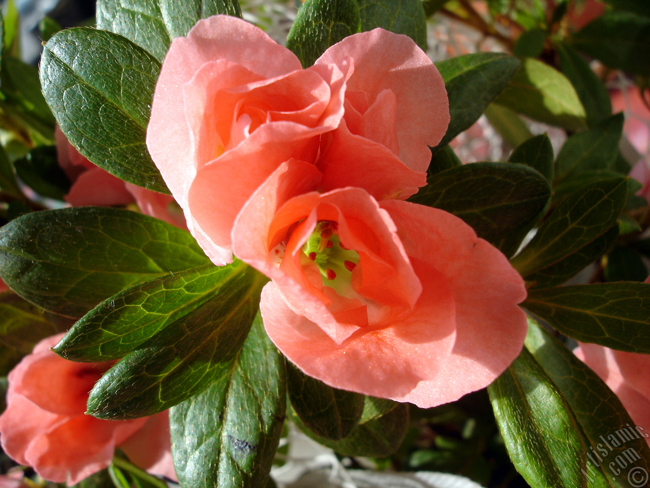 Pink color Azalea -Rhododendron- flower.
