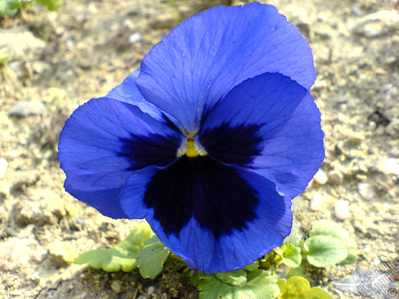 Dark blue color Viola Tricolor -Heartsease, Pansy, Multicoloured Violet, Johnny Jump Up- flower.
