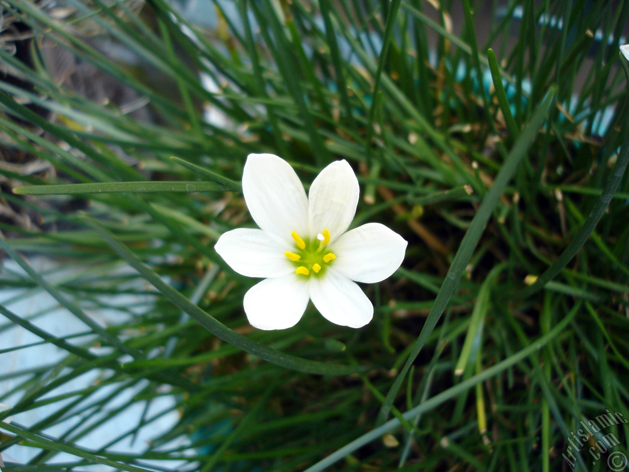 White color flower similar to lily.
