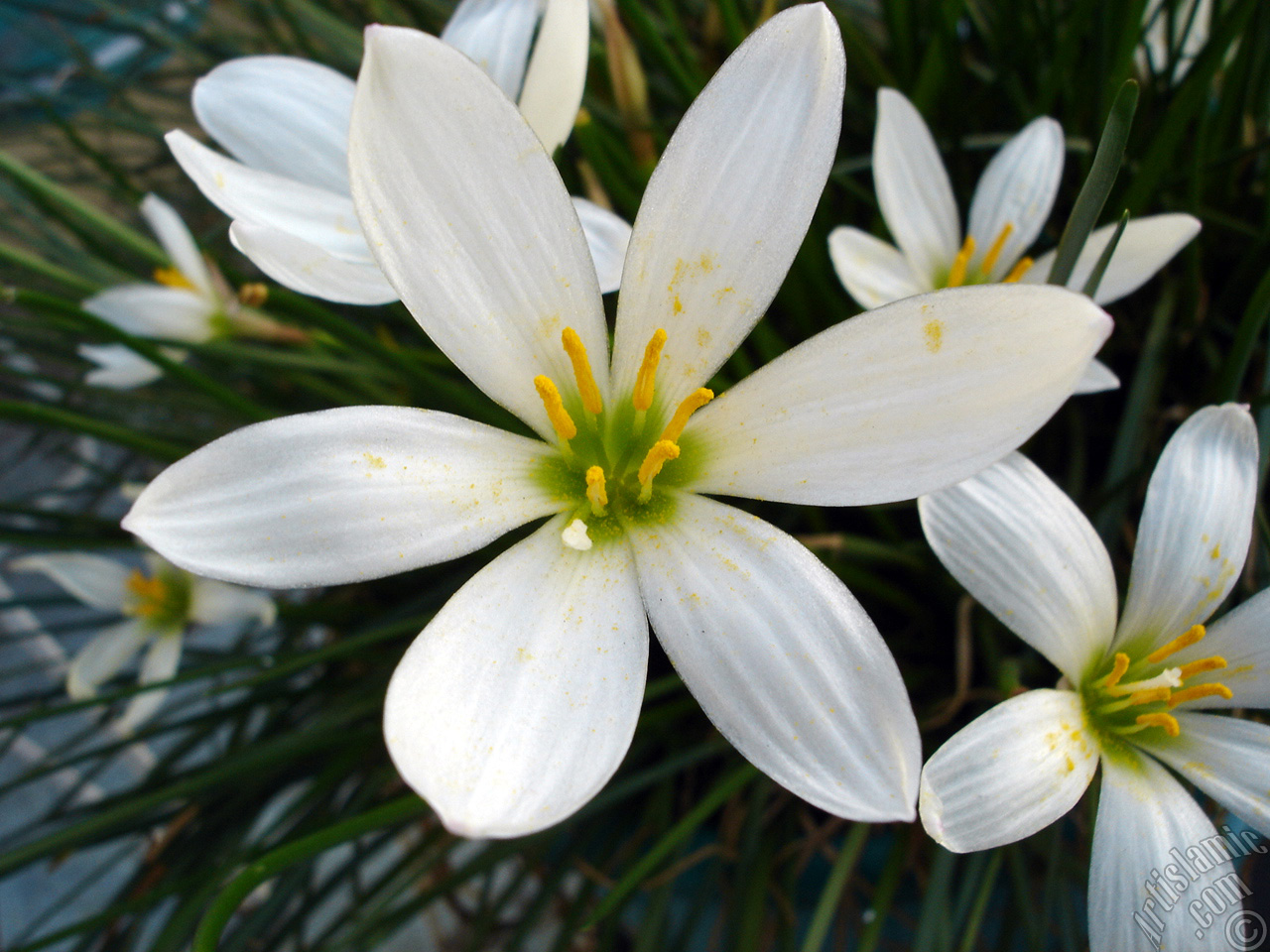 White color flower similar to lily.
