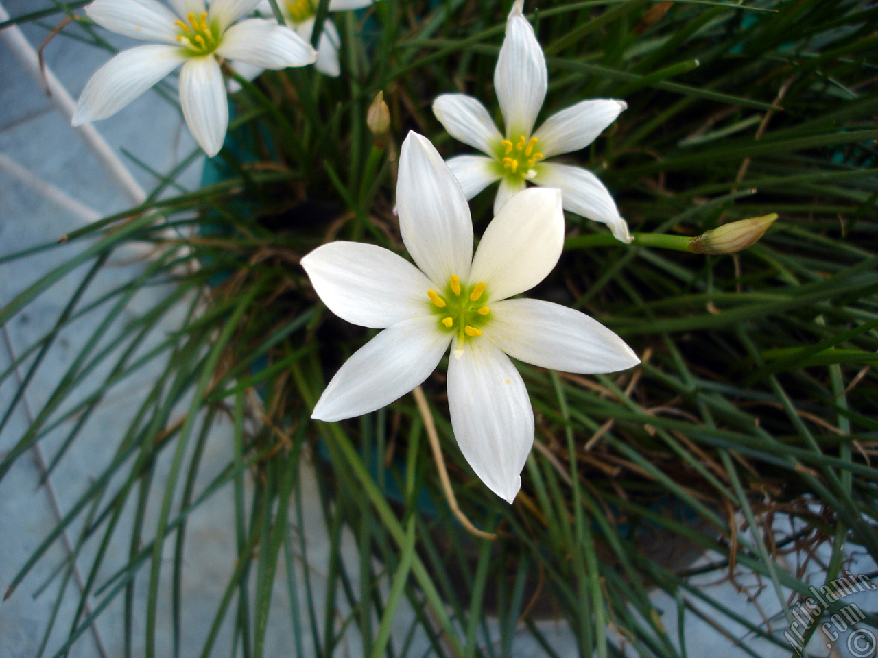 White color flower similar to lily.
