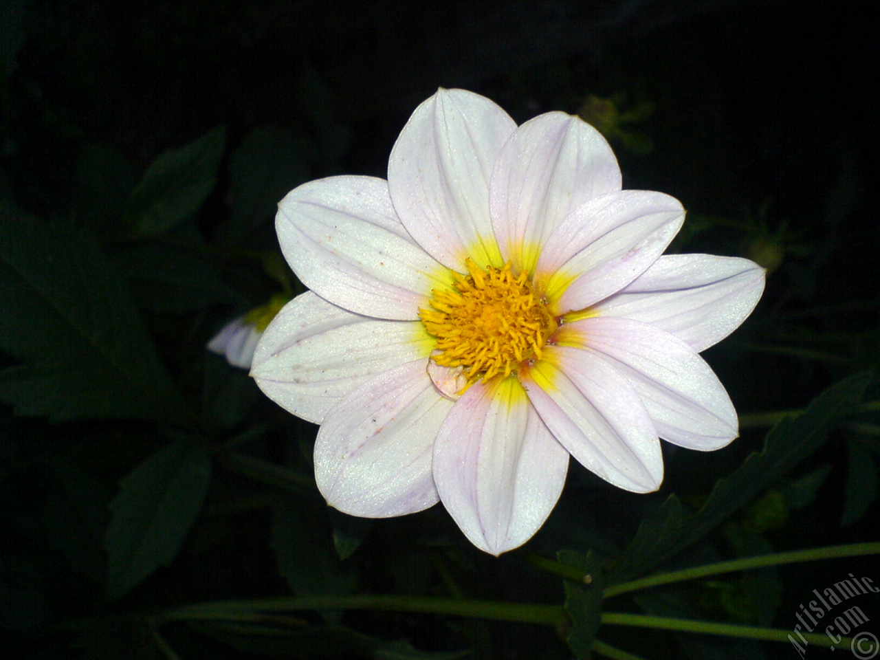 Dahlia flower.
