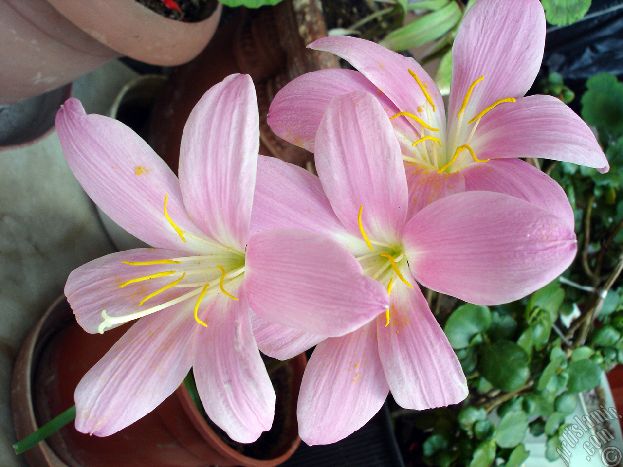 Pink color flower similar to lily.
