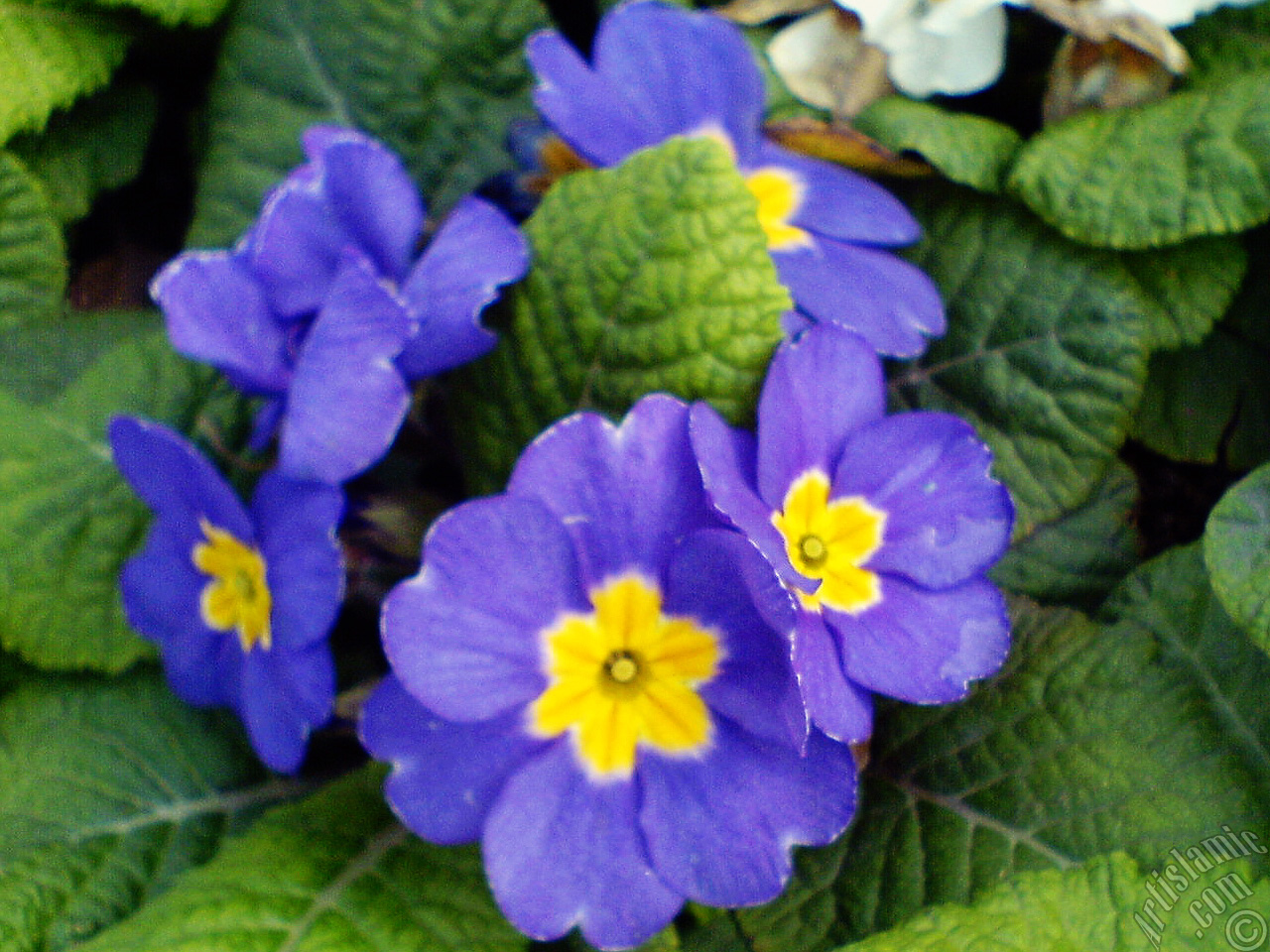 A primrose flower photo.
