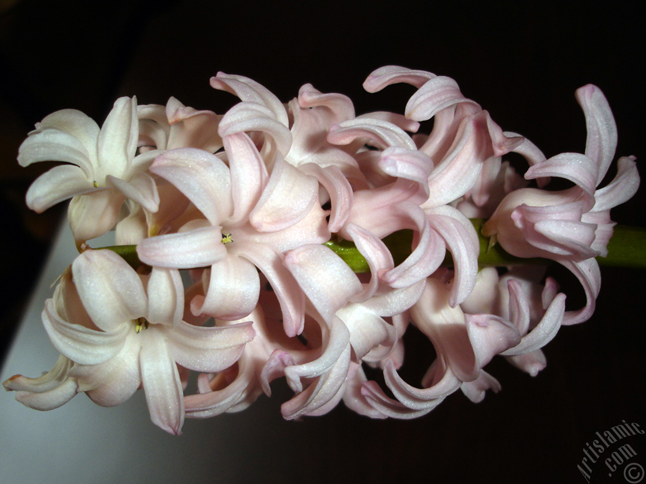 Pink color Hyacinth flower.
