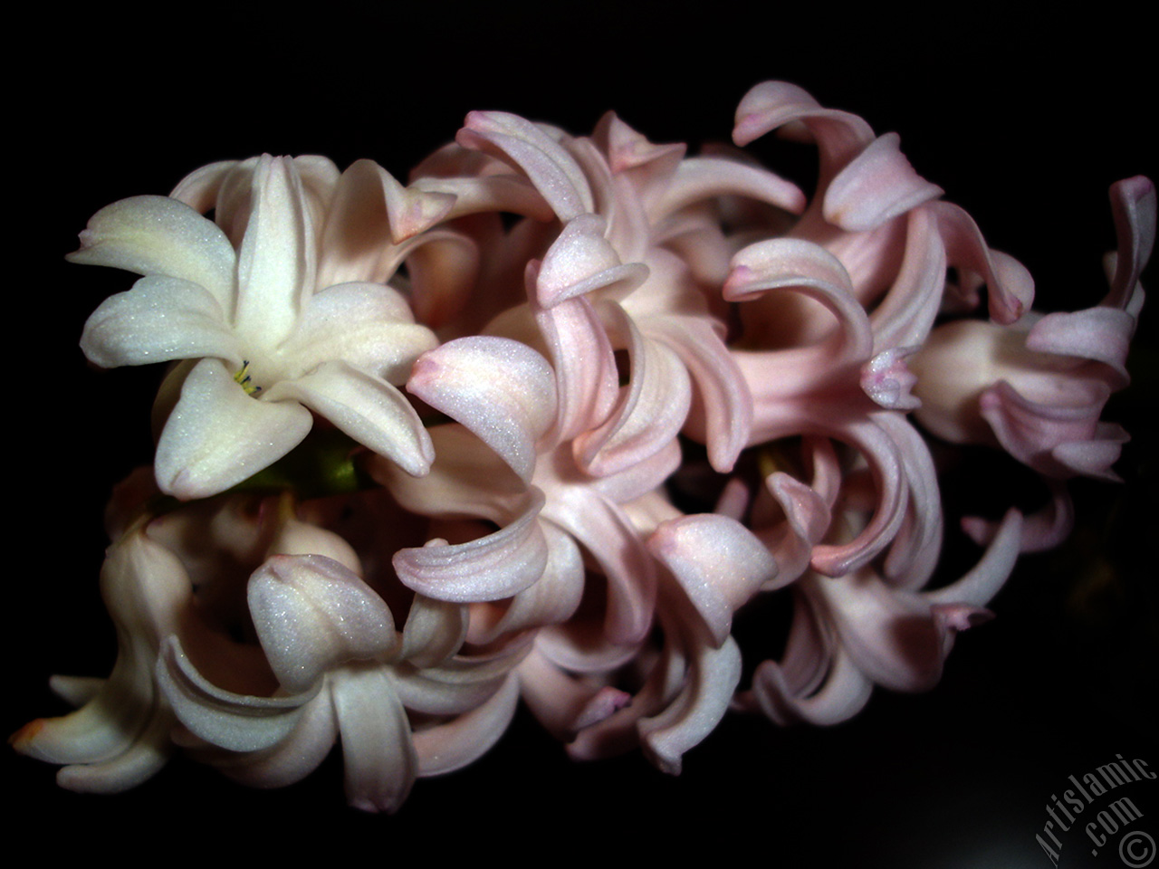 Pink color Hyacinth flower.
