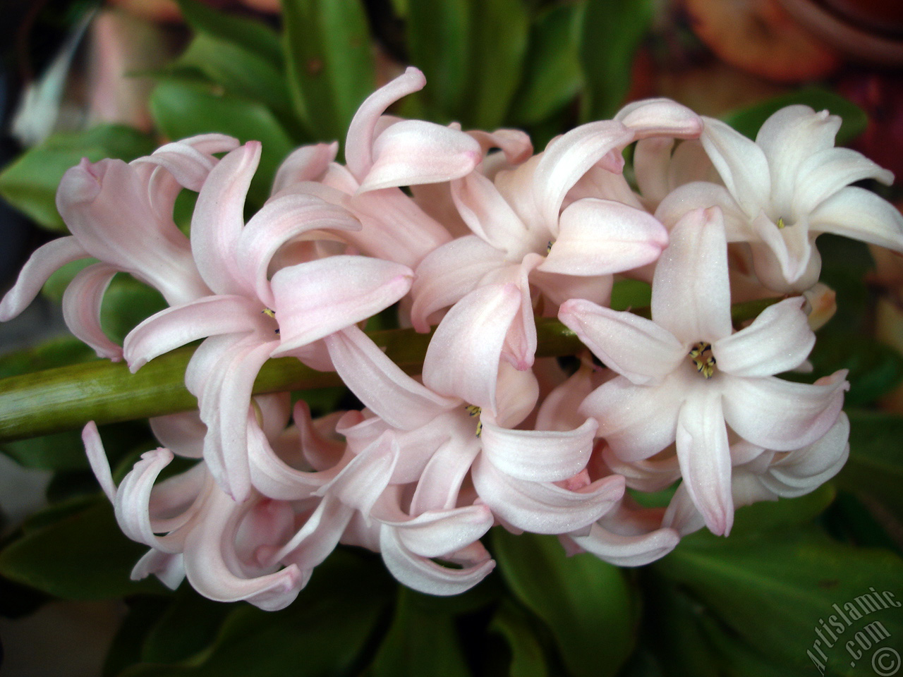 Pink color Hyacinth flower.
