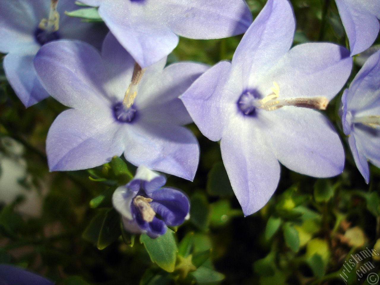 Balloon Flower -Chinese Bellflower-.
