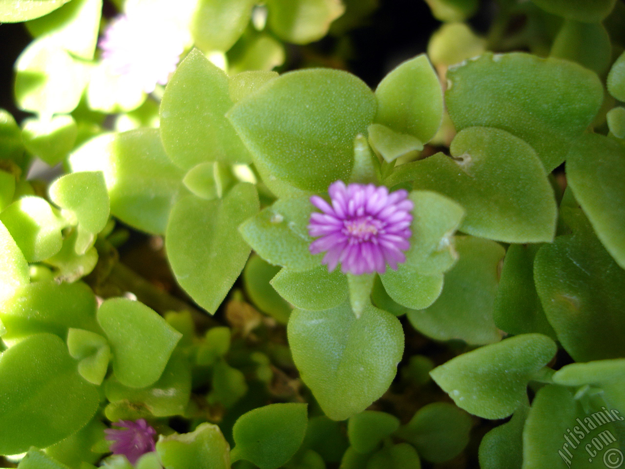 Heartleaf Iceplant -Baby Sun Rose, Rock rose- with pink flowers.
